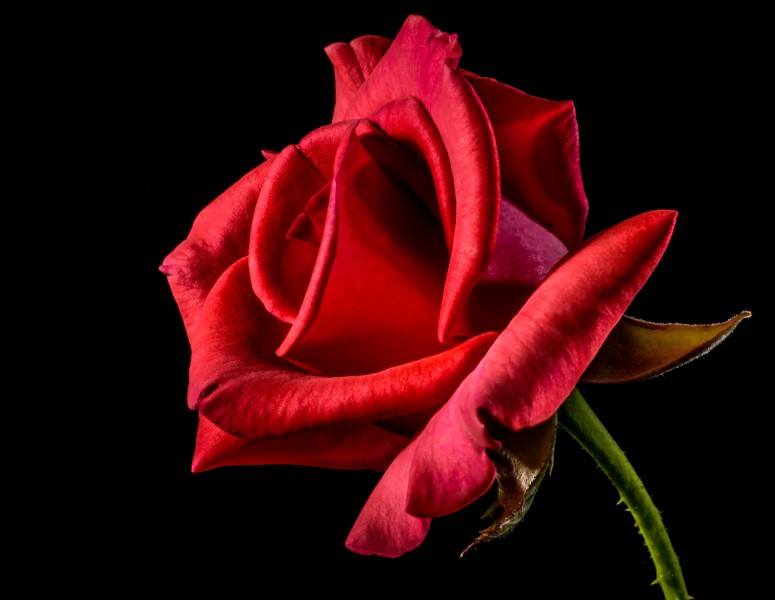 点击大图看下一张：娇艳红色玫瑰花图片