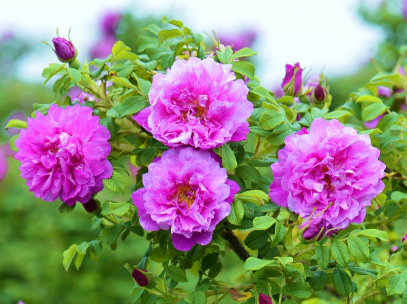 点击大图看下一张：紫色玫瑰花图片