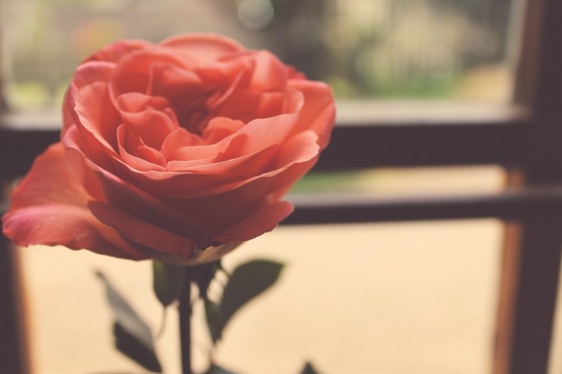 点击大图看下一张：好看的红玫瑰花图片