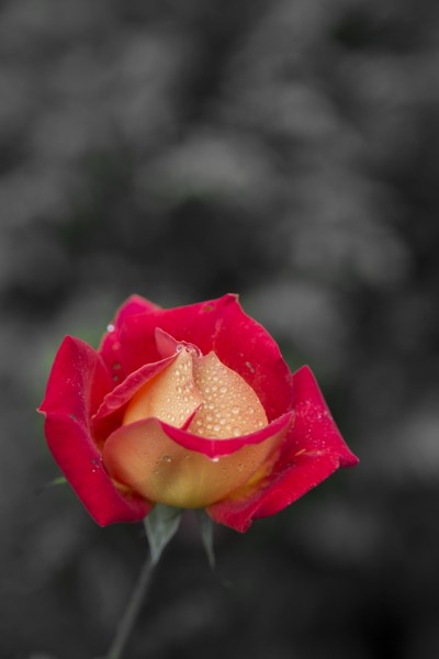 点击大图看下一张：玫瑰花图片  