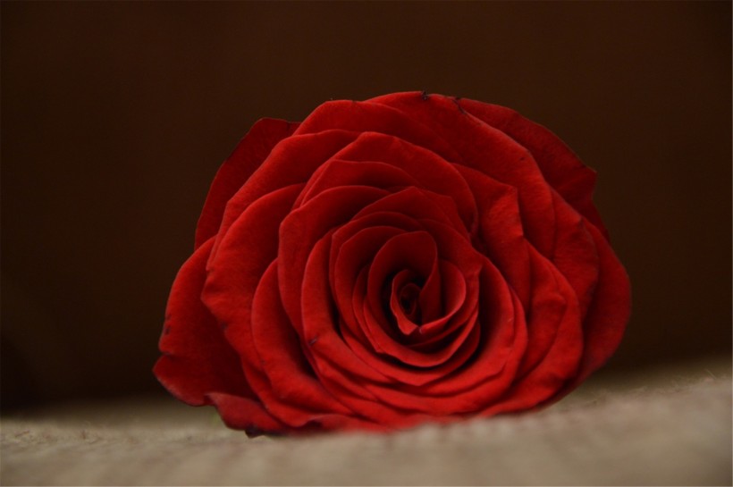 点击大图看下一张：艳丽的玫瑰图片