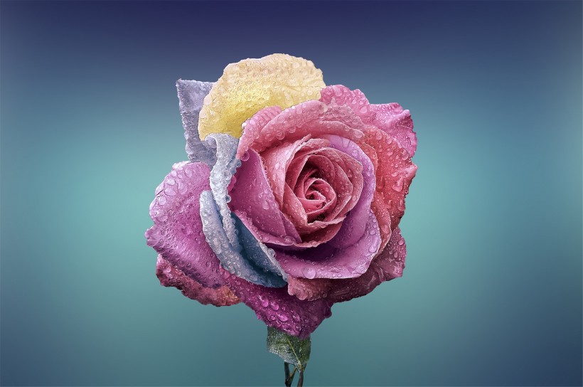 点击大图看下一张：艳丽的玫瑰图片