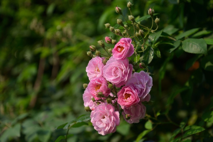 点击大图看下一张：英国国花玫瑰图片