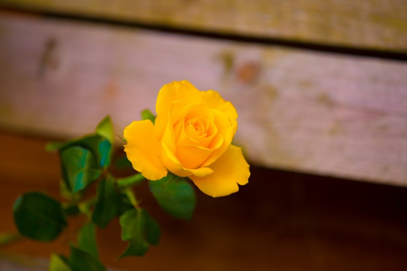 点击大图看下一张：黄色玫瑰花图片