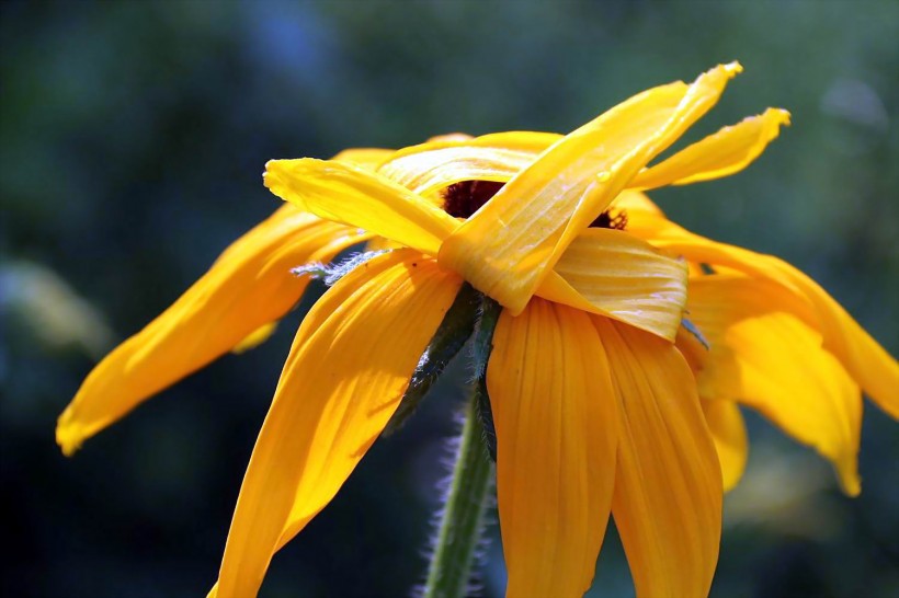 点击大图看下一张：艳丽黑心菊花卉图片