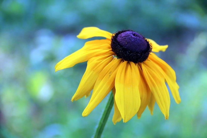 点击大图看下一张：艳丽黑心菊花卉图片