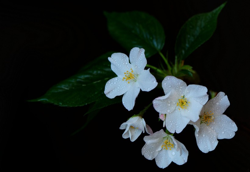 点击大图看下一张：带露珠的白色樱花图片