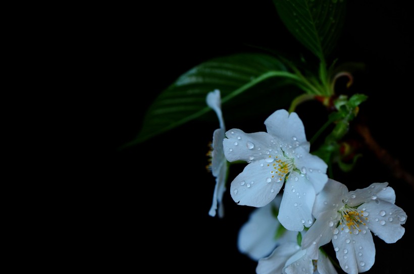 点击大图看下一张：带露珠的白色樱花图片