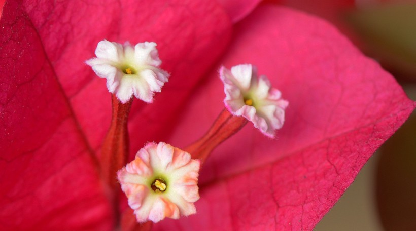 点击大图看下一张：三角梅花的花蕊图片