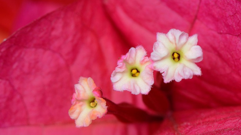 点击大图看下一张：三角梅花的花蕊图片