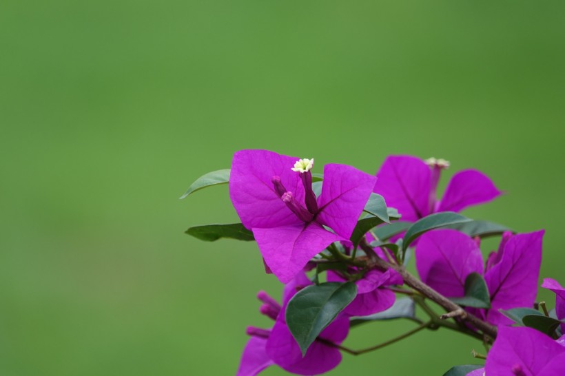 点击大图看下一张:三角梅图片