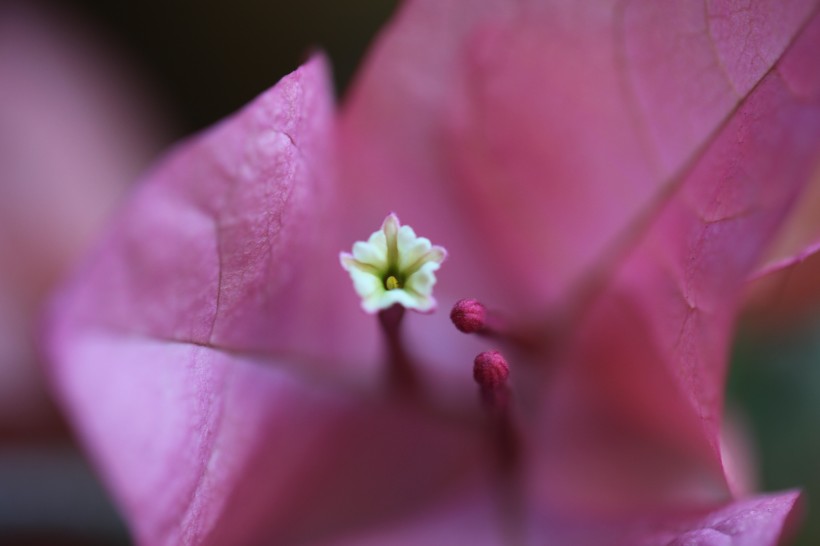 点击大图看下一张：三角梅的花蕊图片