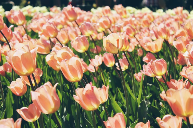 点击大图看下一张：色彩斑斓的郁金香花丛图片