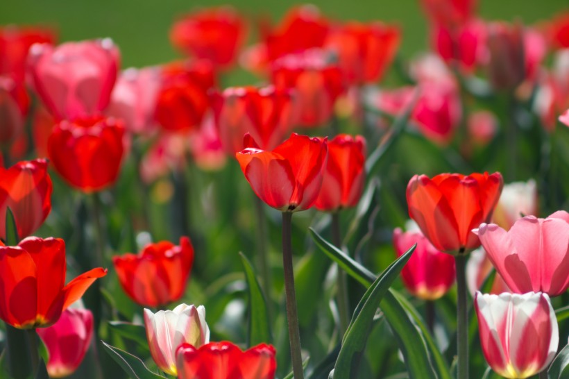 点击大图看下一张：色彩斑斓的郁金香花丛图片