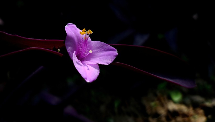 点击大图看下一张：紫色的紫鸭跖草花卉图片
