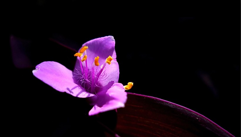 点击大图看下一张：紫色的紫鸭跖草花卉图片