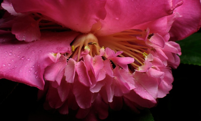 点击大图看下一张：粉红色山茶花图片