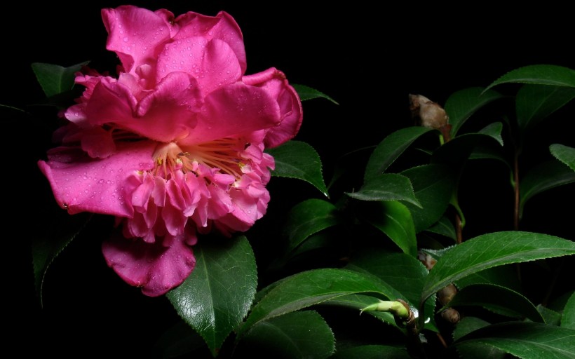 点击大图看下一张：粉红色山茶花图片