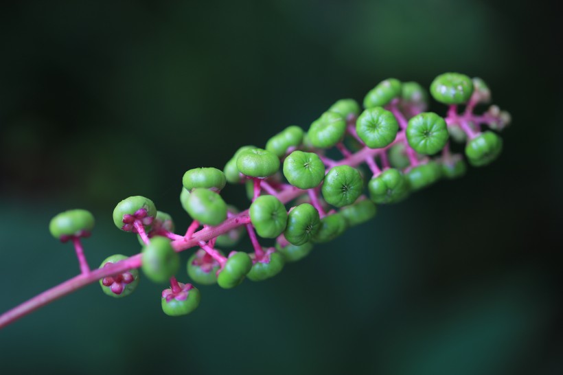 点击大图看下一张：草本植物商路图片