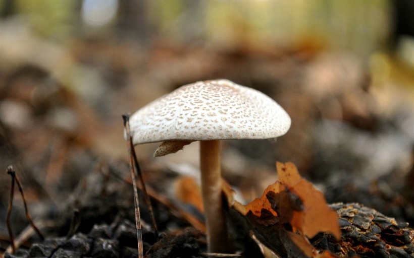 点击大图看下一张：山上野蘑菇图片
