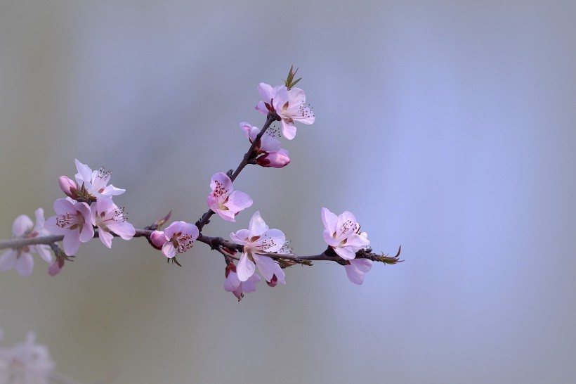 点击大图看下一张：粉色山桃花图片