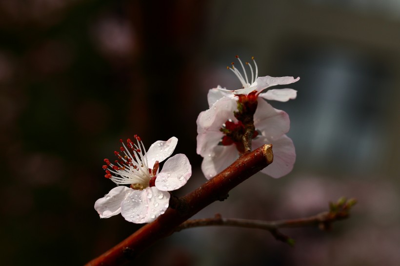 点击大图看下一张：山桃花图片