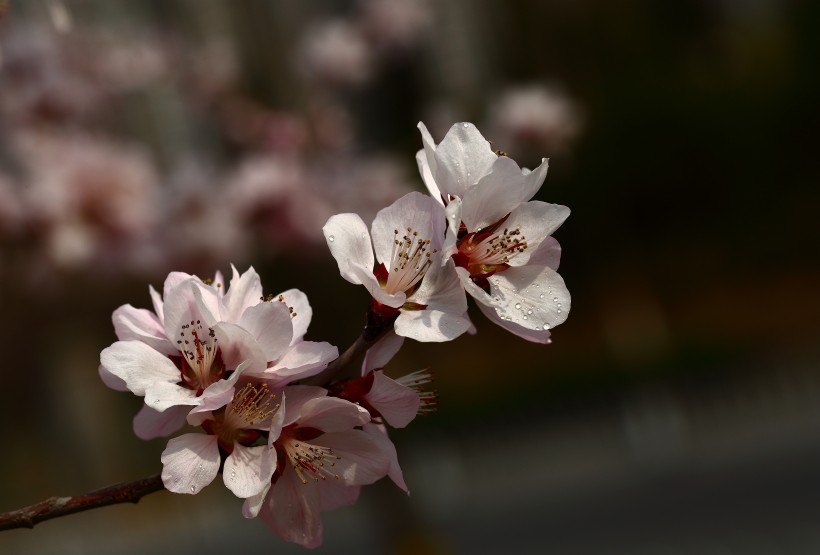 点击大图看下一张：山桃花图片