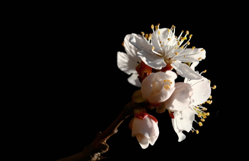 点击大图看下一张：美丽的山杏花图片