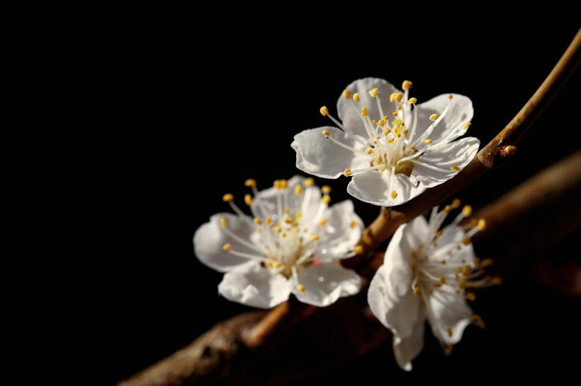 点击大图看下一张：美丽的山杏花图片