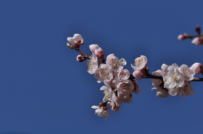 点击大图看下一张：山杏花图片