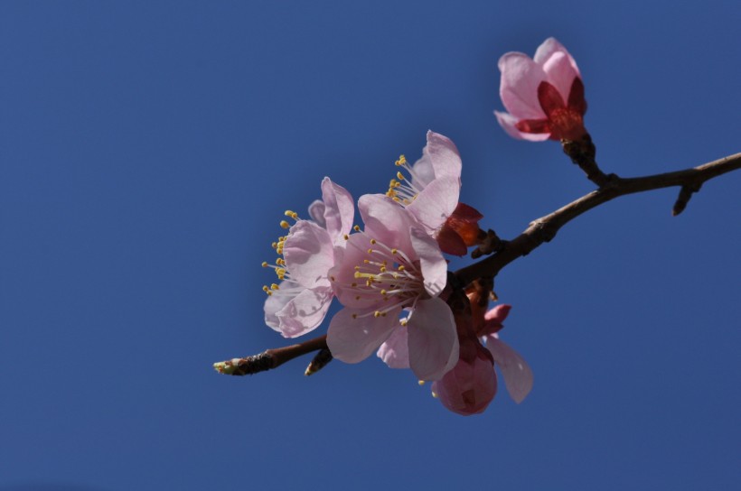 点击大图看下一张：山杏花图片