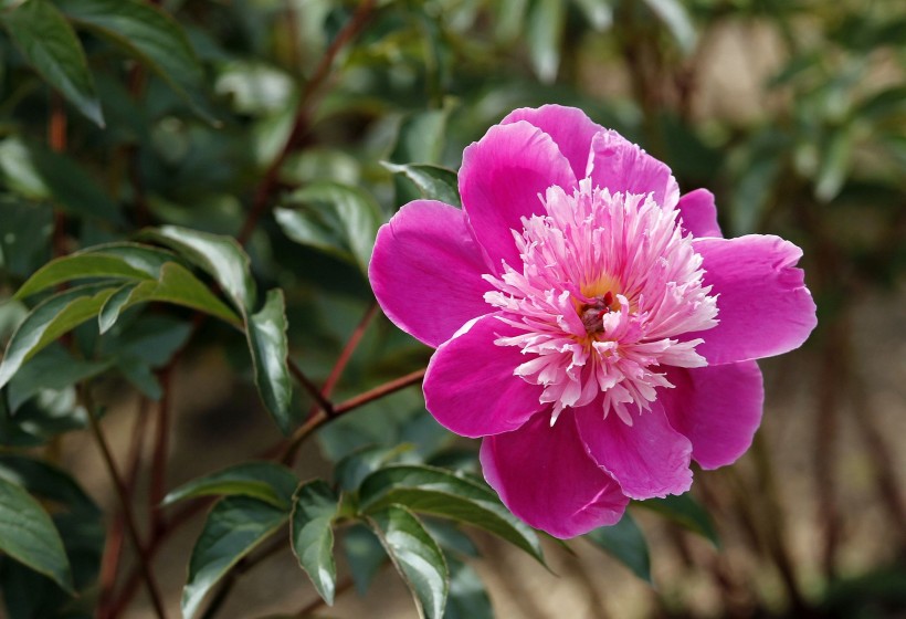 点击大图看下一张：芍药图片