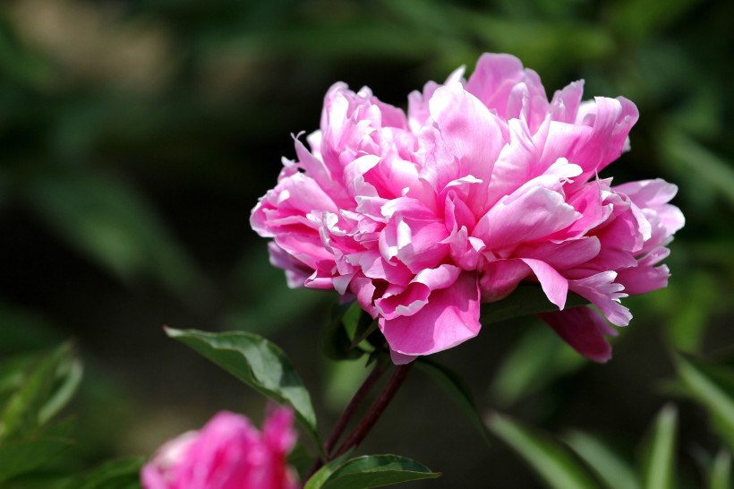 点击大图看下一张：芍药图片