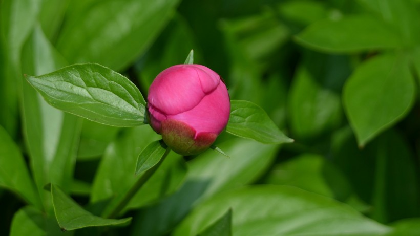 点击大图看下一张：芍药花图片