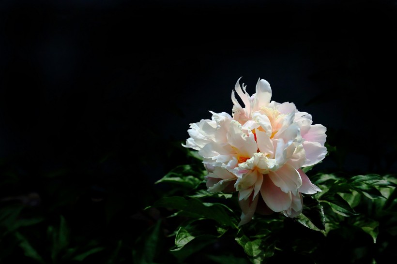 点击大图看下一张：淡雅迷人芍药花图片