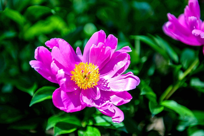 点击大图看下一张：芍药花图片