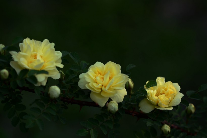 点击大图看下一张：盛开的月季花图片