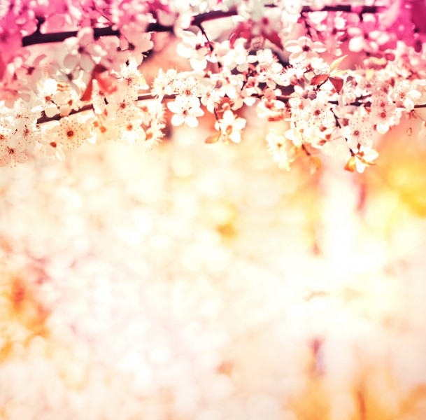 点击大图看下一张：树枝上盛开的樱花图片