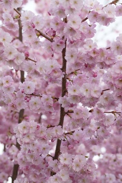 点击大图看下一张：树枝上盛开的樱花图片