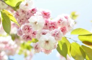 树枝上盛开的樱花图片_15张