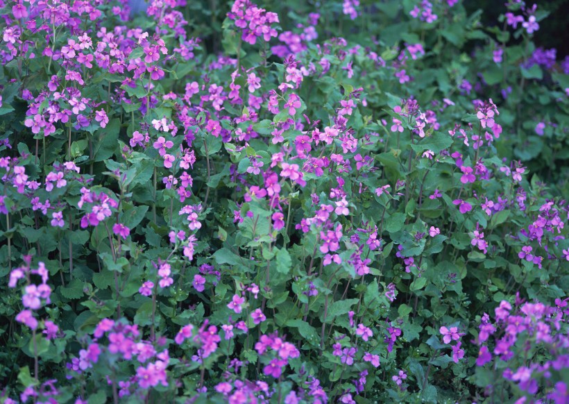 点击大图看下一张：神秘的紫色花丛图片