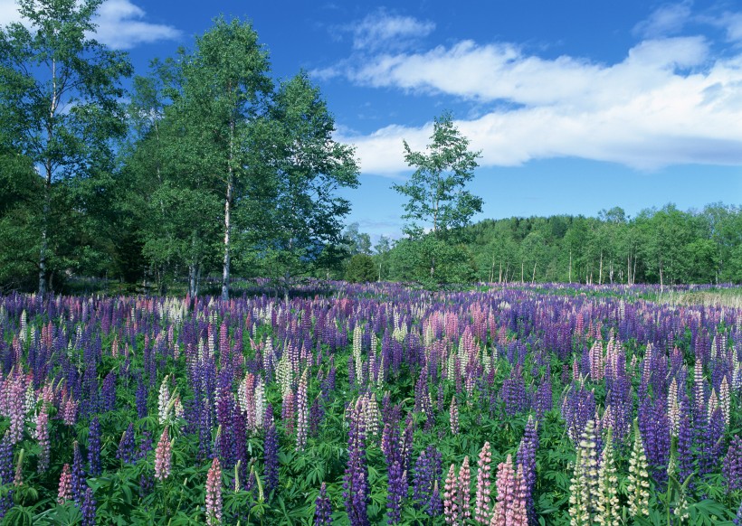 点击大图看下一张：神秘的紫色花丛图片