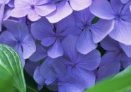 神秘的紫色花丛图片_18张