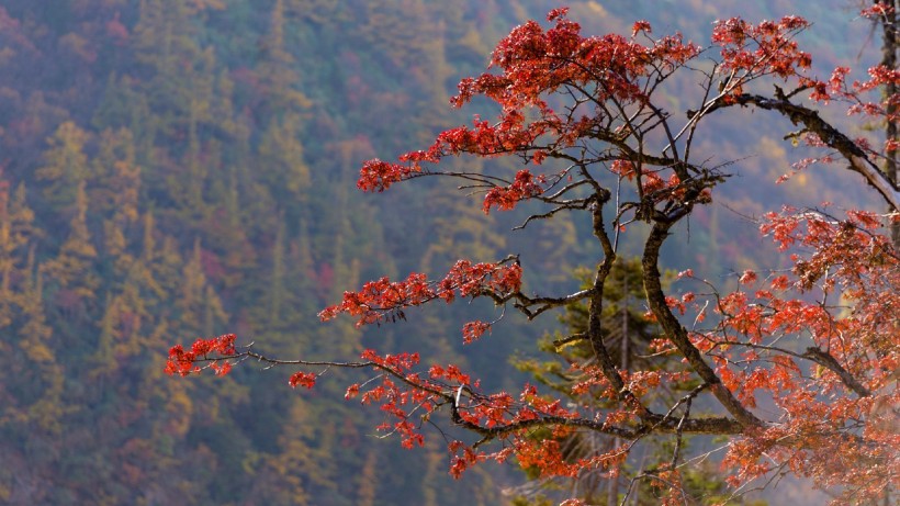 点击大图看下一张：深秋红叶图片