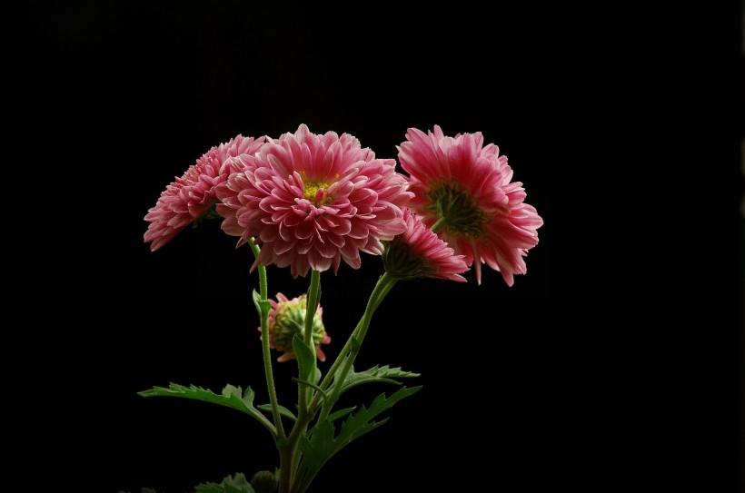 点击大图看下一张：深秋菊花图片
