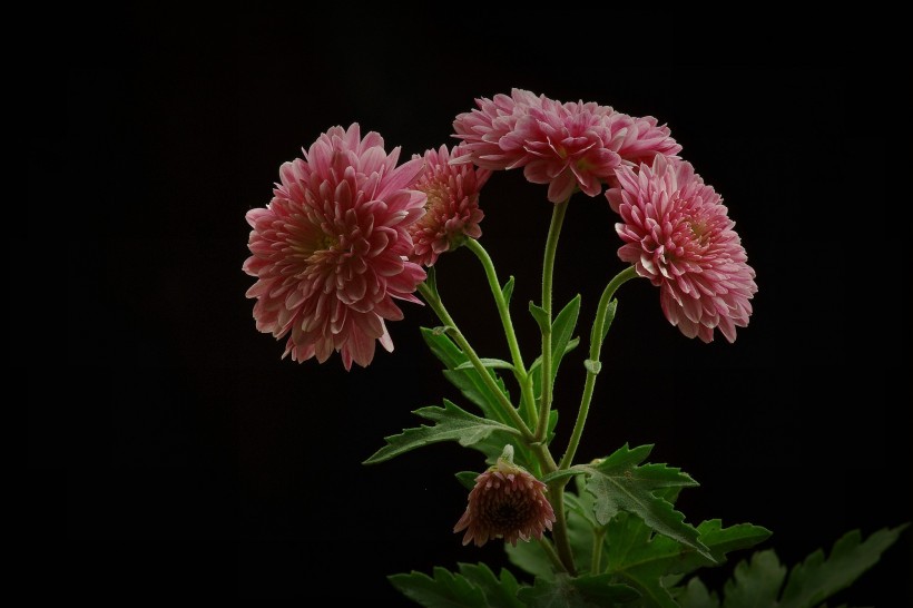 点击大图看下一张：深秋菊花图片