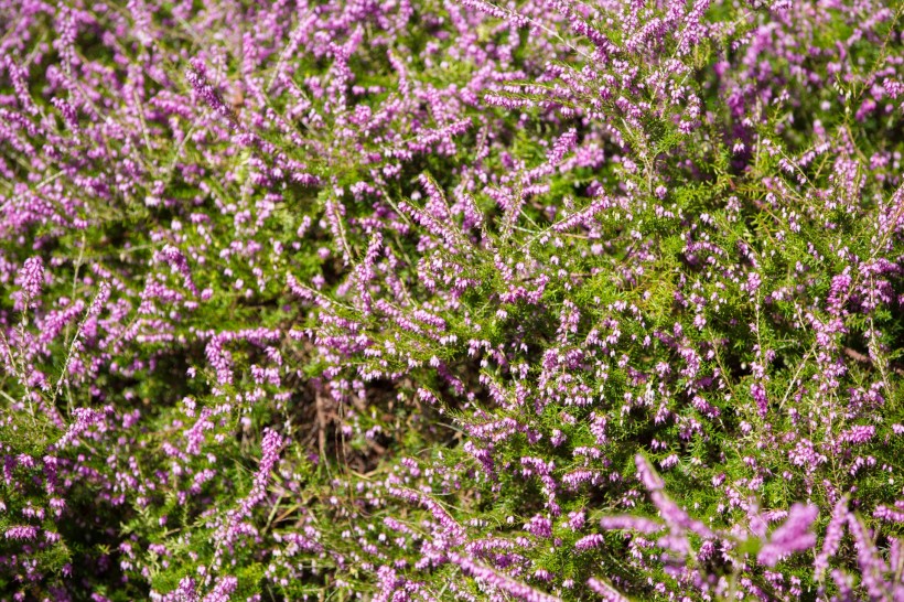 点击大图看下一张：紫色石楠花图片
