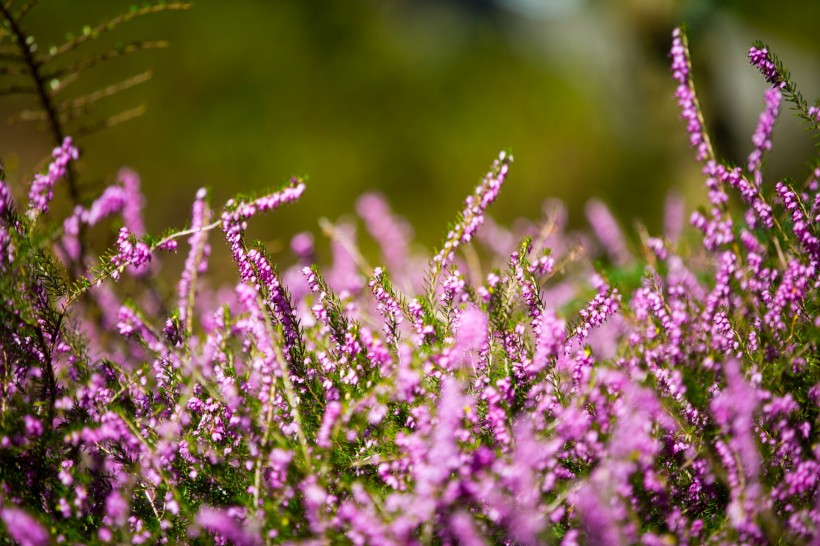 点击大图看下一张：紫色石楠花图片