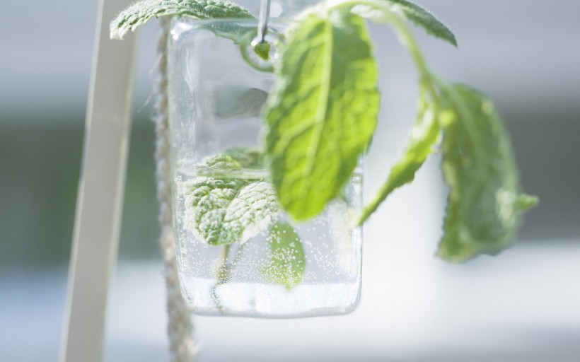 点击大图看下一张：室内盆栽摆设图片