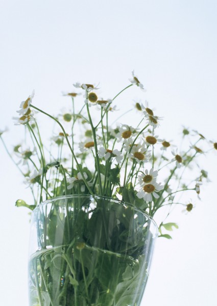 点击大图看下一张:室内盆栽